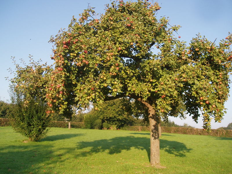Pommier de notre verger